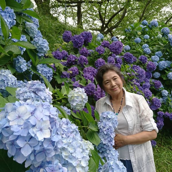 紫陽花