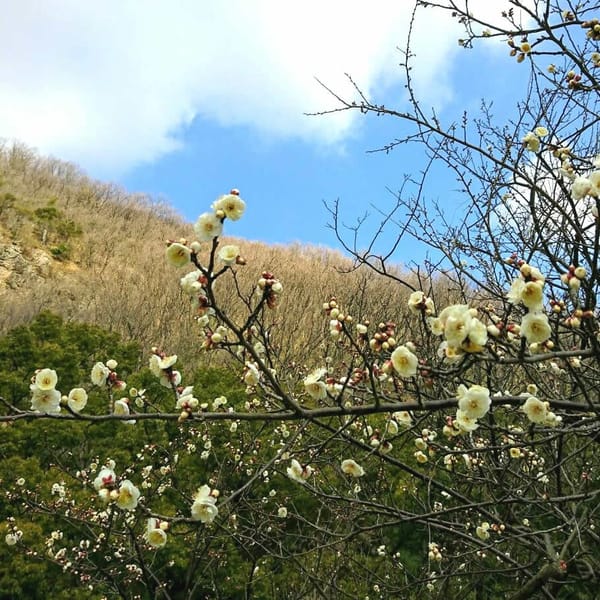 風景